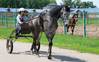 200 лошадиных сил. Как под Воронежем работает единственная в СНГ школа наезднико...