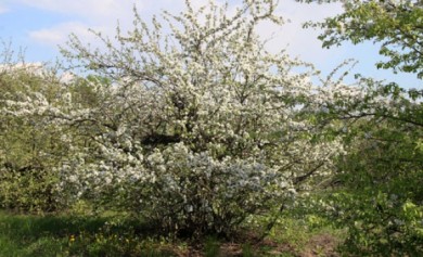 После публикации в «МОЁ!» возбуждено уголовное дело о краже яблоневого сада на М...
