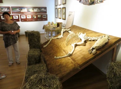 В Воронеже открылась выставка об уникальном захоронении древних лошадей в Дивногорье