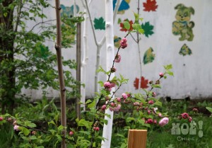 Весной во дворе многоэтажки всё цветёт