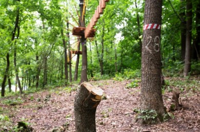 Деревья в Центральном парке «засохли» ради верёвочного городка?