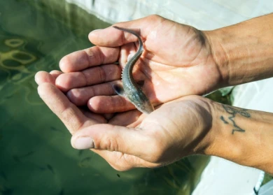 На уникальной ферме под Воронежем бывшие заключённые выращивают осетров