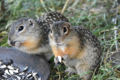 Воронежские биологи собственноручно спасают исчезающий вид — крапчатого суслика