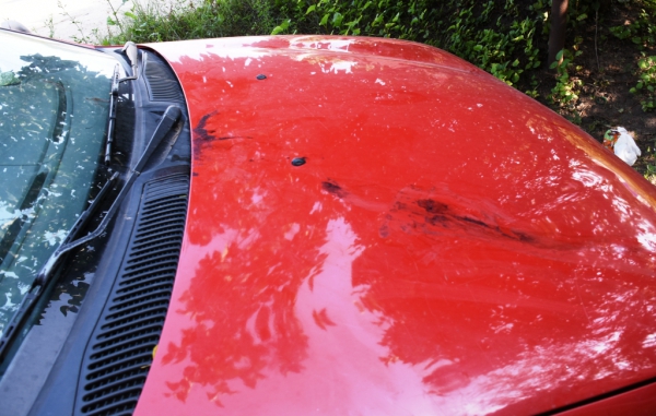 Следы крови на машине, куда мужчина посадил мальчика, спасая его от собаки