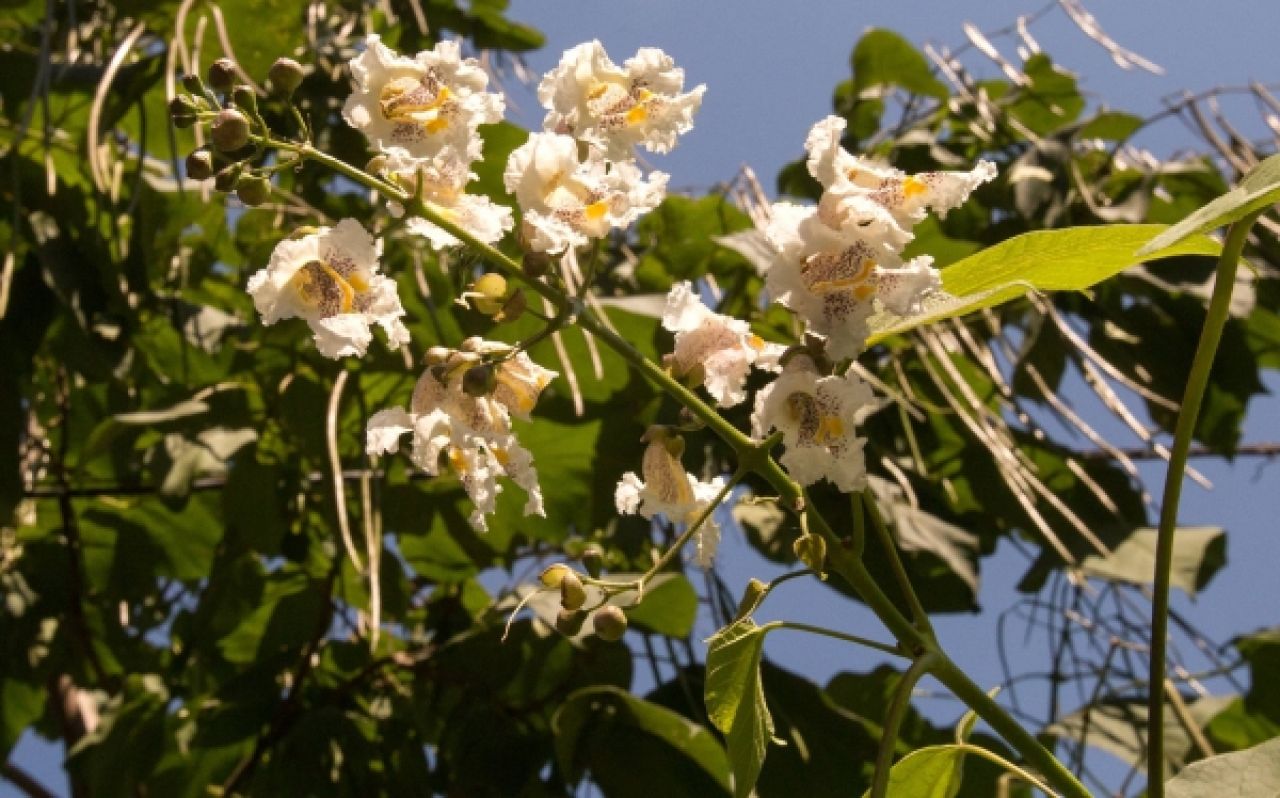 В последние дни лета в Воронеже зацвела катальпа