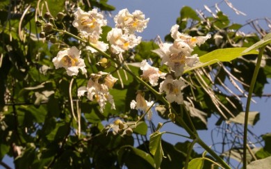 В последние дни лета в Воронеже зацвела катальпа
