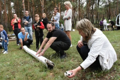 Под Воронежем прошли модный показ и соревнования для хорьков