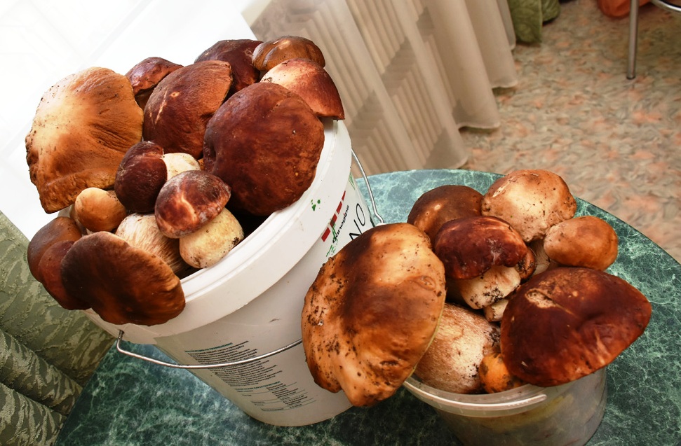Урожай, собранный за час