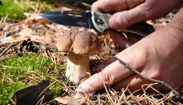 Меньше чем за месяц число отравившихся грибами воронежцев выросло вдвое