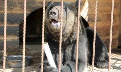 Очевидцы: «Сбежавший из зоопарка медведь 40 минут бегал по селу»
