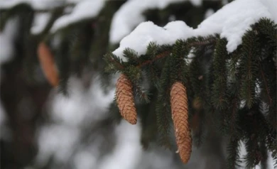 В преддверии Нового года в Воронежской области будут охранять ёлки и сосны
