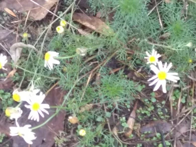 Суровый январь 2018-го: в Воронеже зацвели ромашки