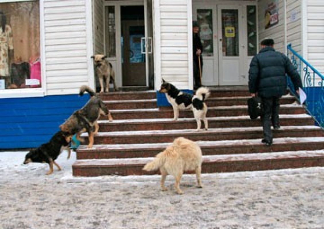В Воронеже в этом году планируют начать строительство приюта для бродячих собак