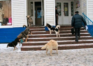 В Воронеже в этом году планируют начать строительство приюта для бродячих собак