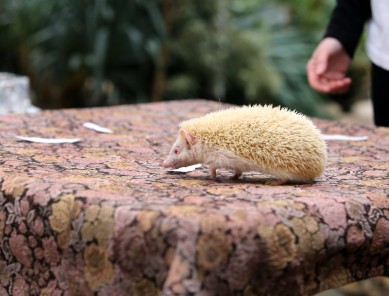 Прогноз в День сурка от животных воронежского зоопарка: мороз и пасмурная весна