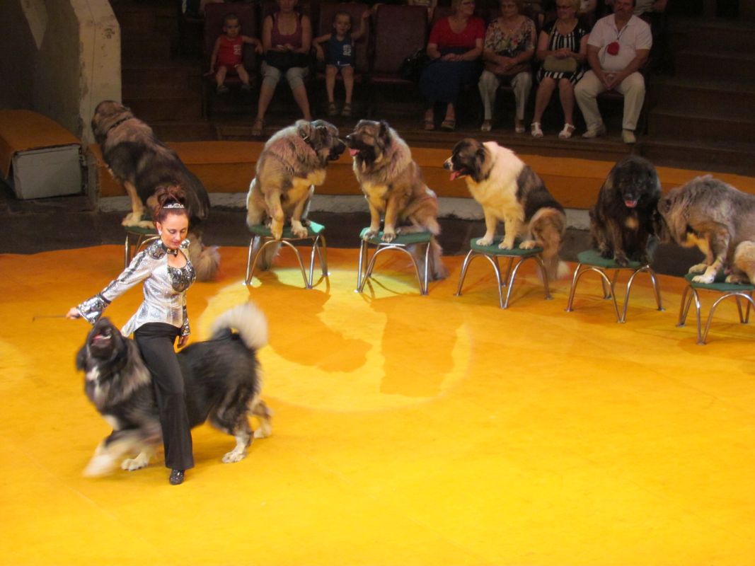 В Воронеж приезжает цирк Запашных
