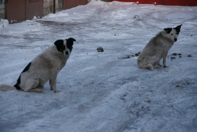 В Воронеже женщина зарылась в сугроб, чтобы спастись от своры собак
