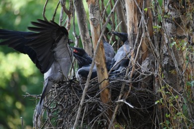 В Воронеже жильцы дома не дали спилить сухой тополь из-за гнезда с птенцами