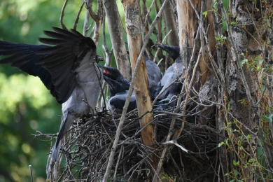 В Воронеже жильцы дома не дали спилить сухой тополь из-за гнезда с птенцами