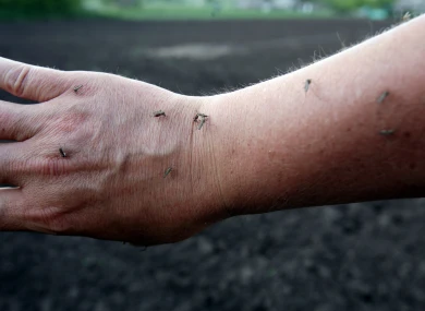 Воронежские парки и скверы повторно протравят от клещей и комаров
