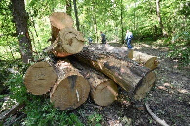 Жители Чертовицкого бьют тревогу по поводу вырубки деревьев в Нагорной дубраве