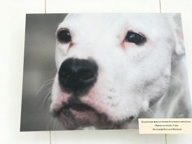 В Воронеже открылась фотовыставка, помогающая бездомным собакам