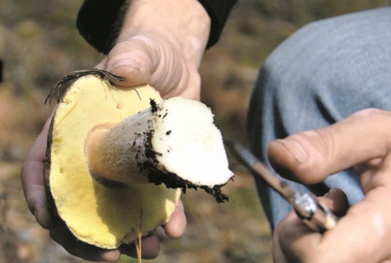 Лесники рассказали, где собирать грибы в лесах под Воронежем (КАРТА)