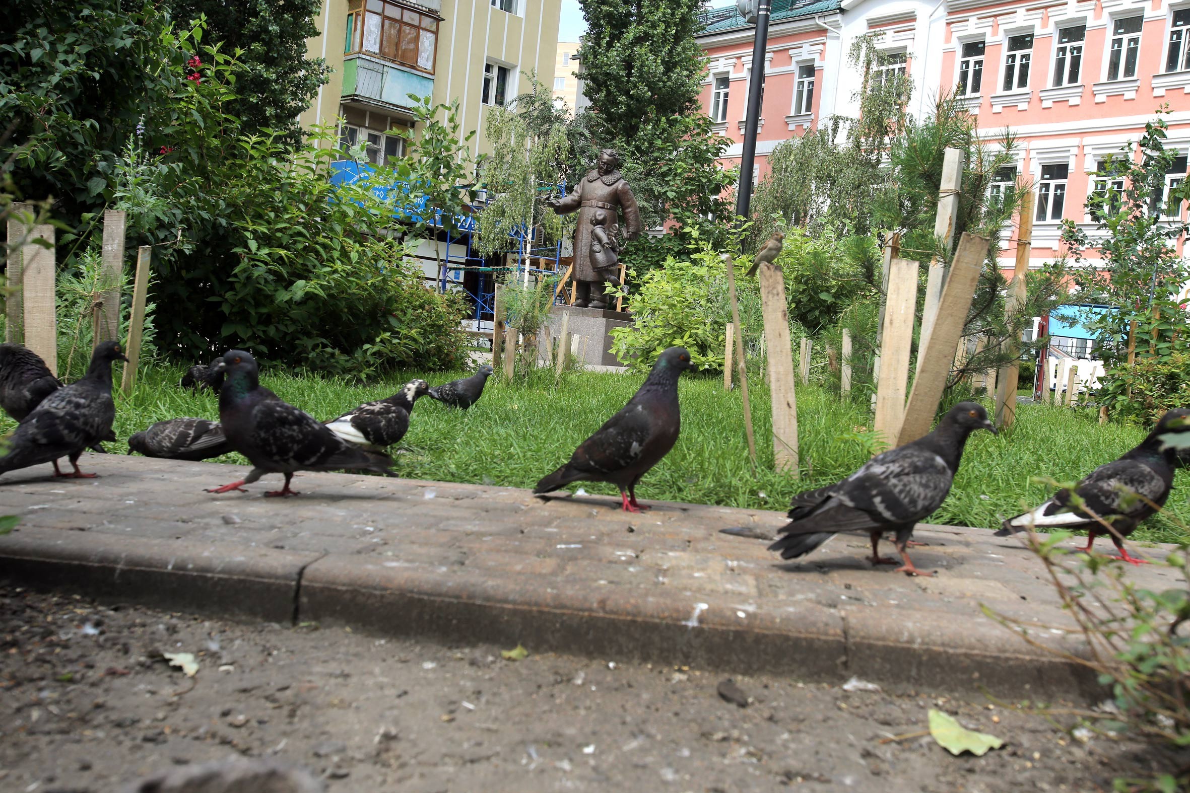 Голубей воронеже. Воронежские зоревые голуби. Голуби на улице. Голуби загадили. Голубятни Воронежа.