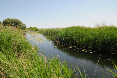 На экологическую реабилитацию реки Воронеж выделят почти 17 миллионов рублей
