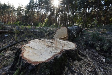 Воронежцев обеспокоило массовое уничтожение сосен в парке «Северный лес»