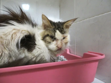 В Воронеже разбираются в детективной истории с изуродованным мейн-куном