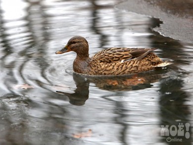 Власти опровергли информацию о переселении уток на время «Города-сада»