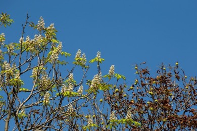 В конце лета в Воронеже зацвёл каштан