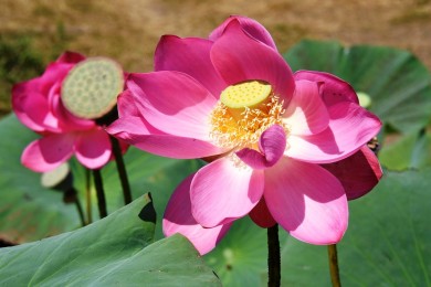 Под Воронежем семья пенсионеров вырастила в пруду плантацию лотосов