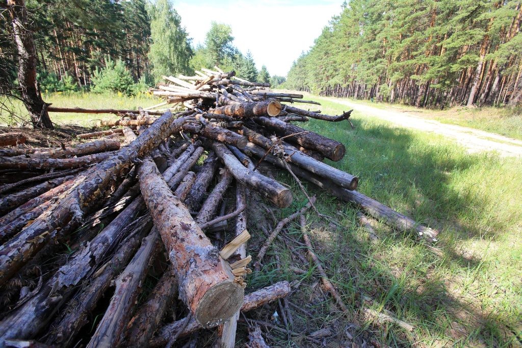 как законно вырубить лес