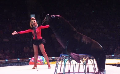 В воронежском цирке забил фонтан из трёхсот струй