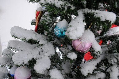 В Воронежской области начали предновогоднюю охрану ёлок