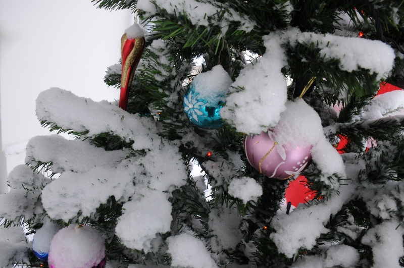 В Воронежской области начали предновогоднюю охрану ёлок
