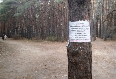 Убережёт ли Северный лес от застройки статус «зелёного пояса» Воронежа?