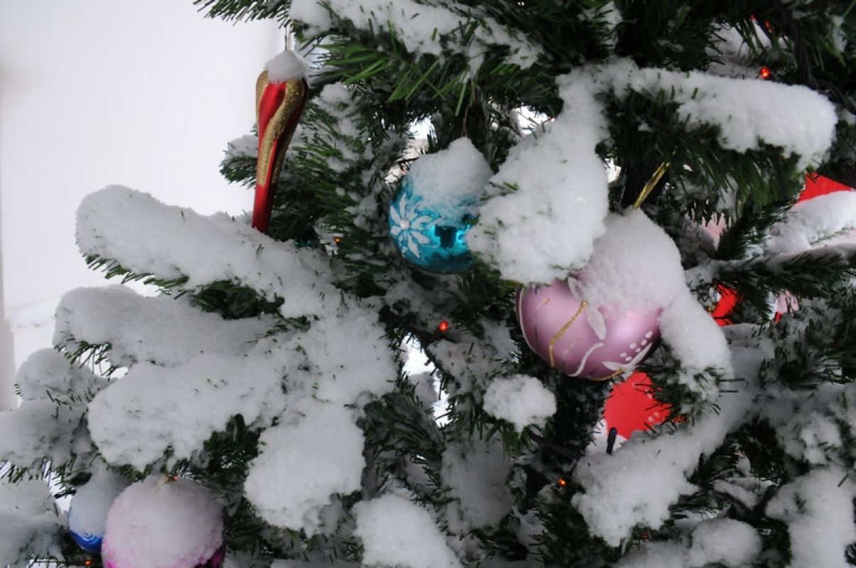 Ёлочные базары откроются в Воронеже 19 декабря
