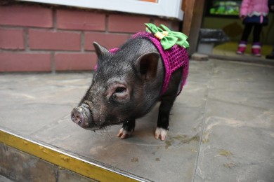 Воронежцы могут почесать животик символу наступающего года