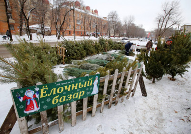 Сколько в Воронеже зарабатывают продавцы ёлок?