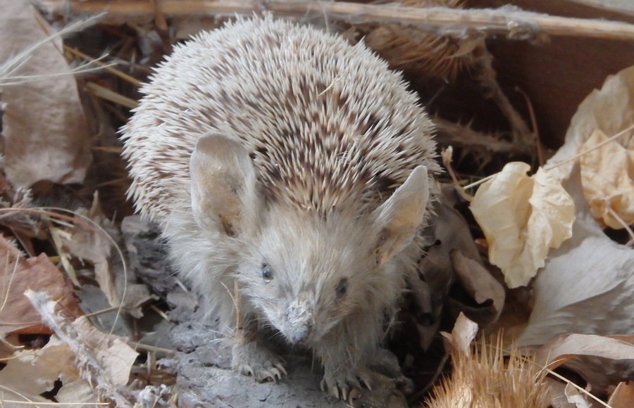 Ушастый ёж занесён в Красную книгу