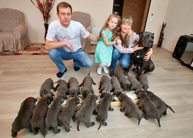 Под Воронежем собака породы кане-корсо родила рекордное количество щенков