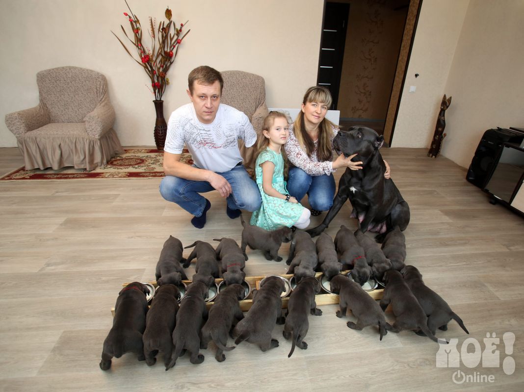 Под Воронежем собака породы кане-корсо родила рекордное количество щенков