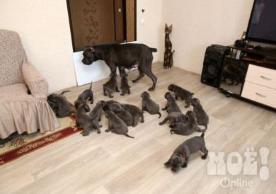 Собака с 19 щенками войдёт в Книгу рекордов России
