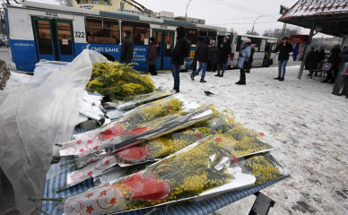 По пути в Воронеж мимоза вырастает в цене в 7 — 10 раз
