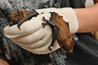 Жительница Воронежа спасает летучих мышей, оставшихся зимовать в городе