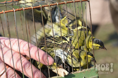 Зоозащитники призвали воронежцев не покупать птиц на Благовещение
