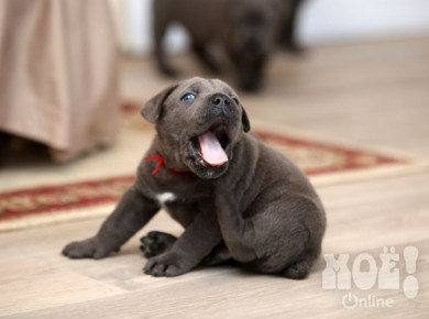 У воронежской собаки-рекордсменки разобрали щенков